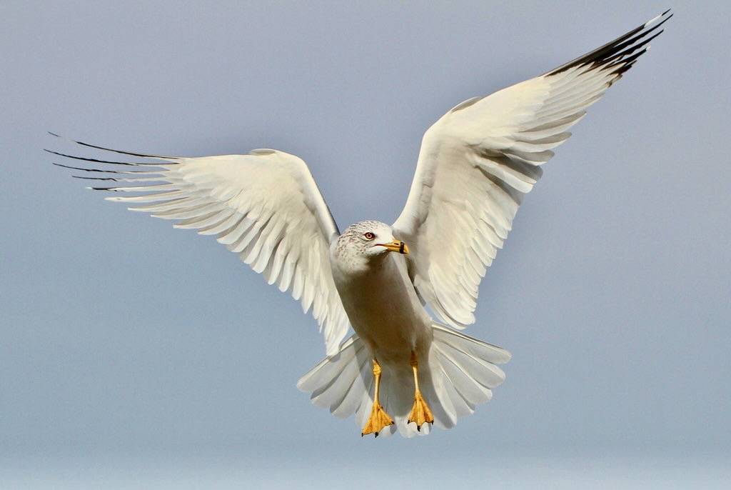 Ring-billed Gull by TexasEagle is licensed under CC BY-NC 2.0.